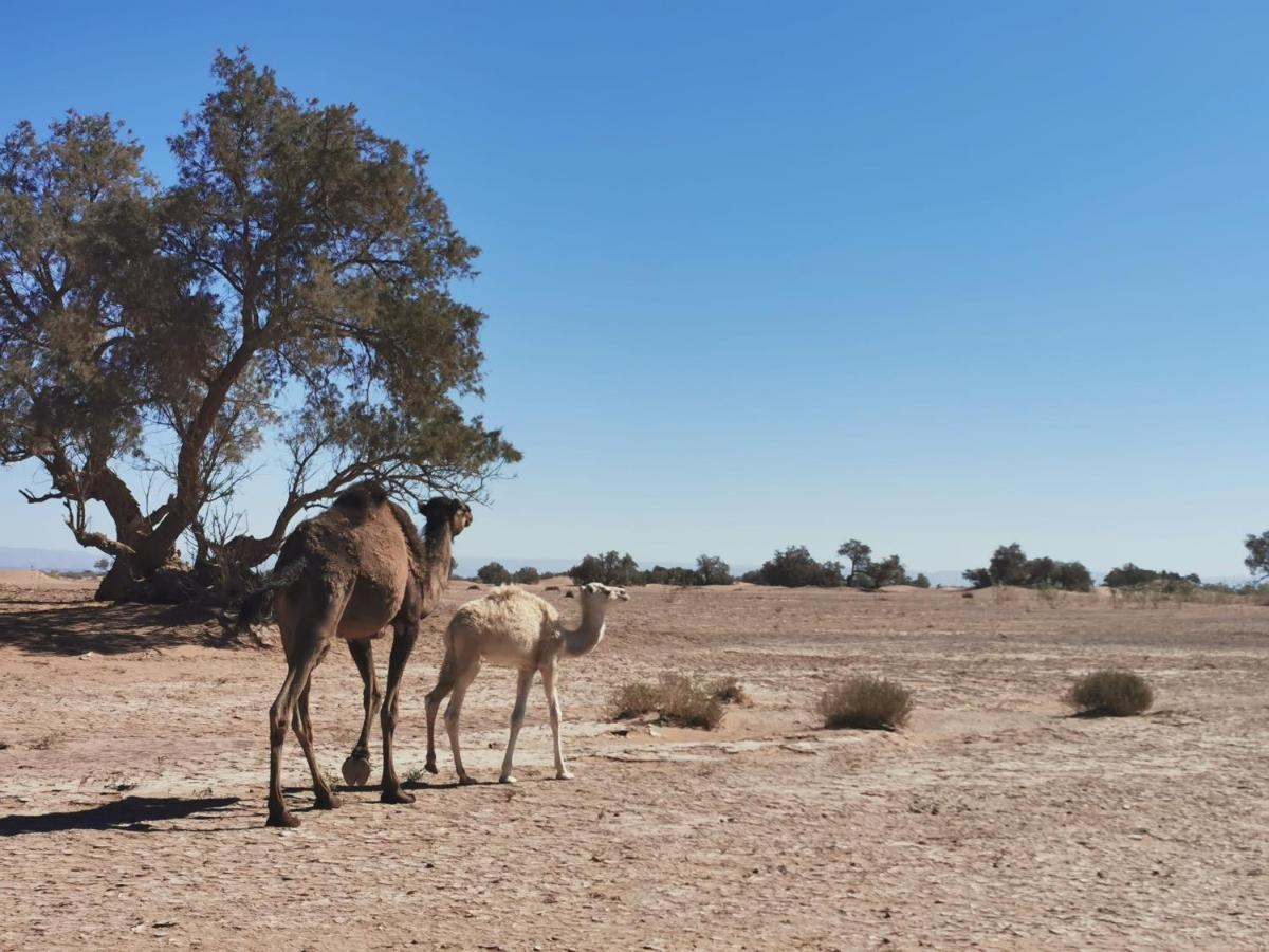 Bivouac Erg Chegaga Nomademoi Hotel El Gouera Kültér fotó